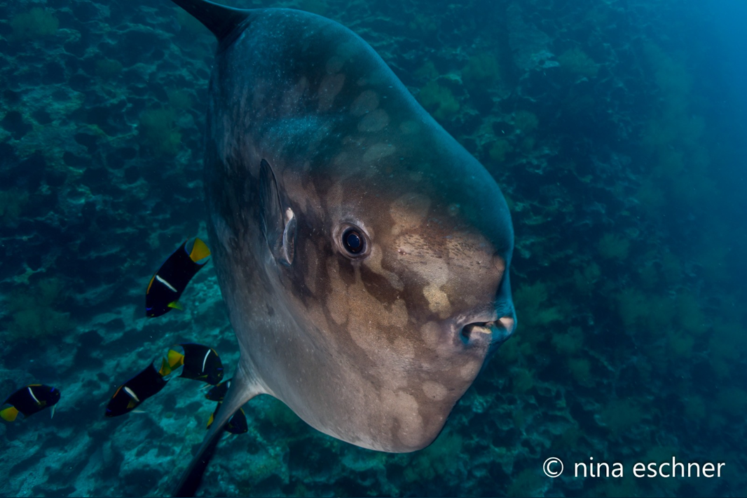 Gordon Rocks Dive Tour