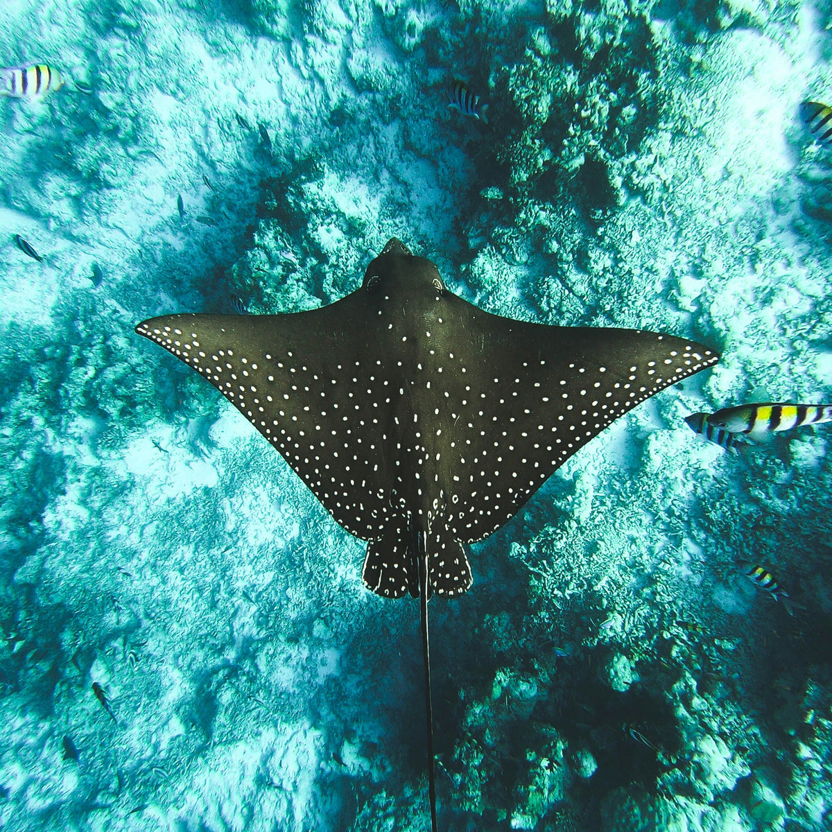 Diving Gordon Rocks Gordon Rocks – Galapagos Dive Training & Conservation